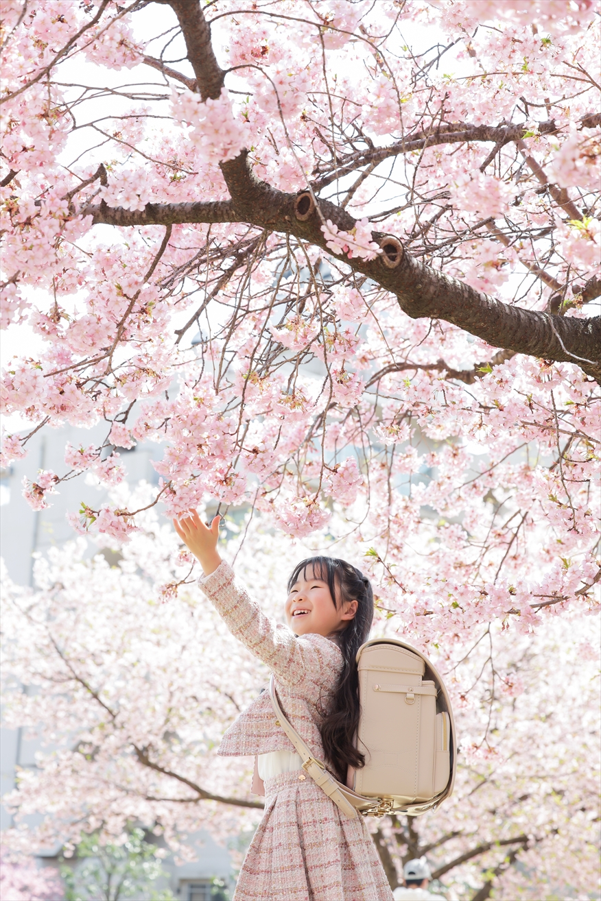 満開の桜の枝へ手を伸ばし声をあげて笑うツイードの上着の女の子