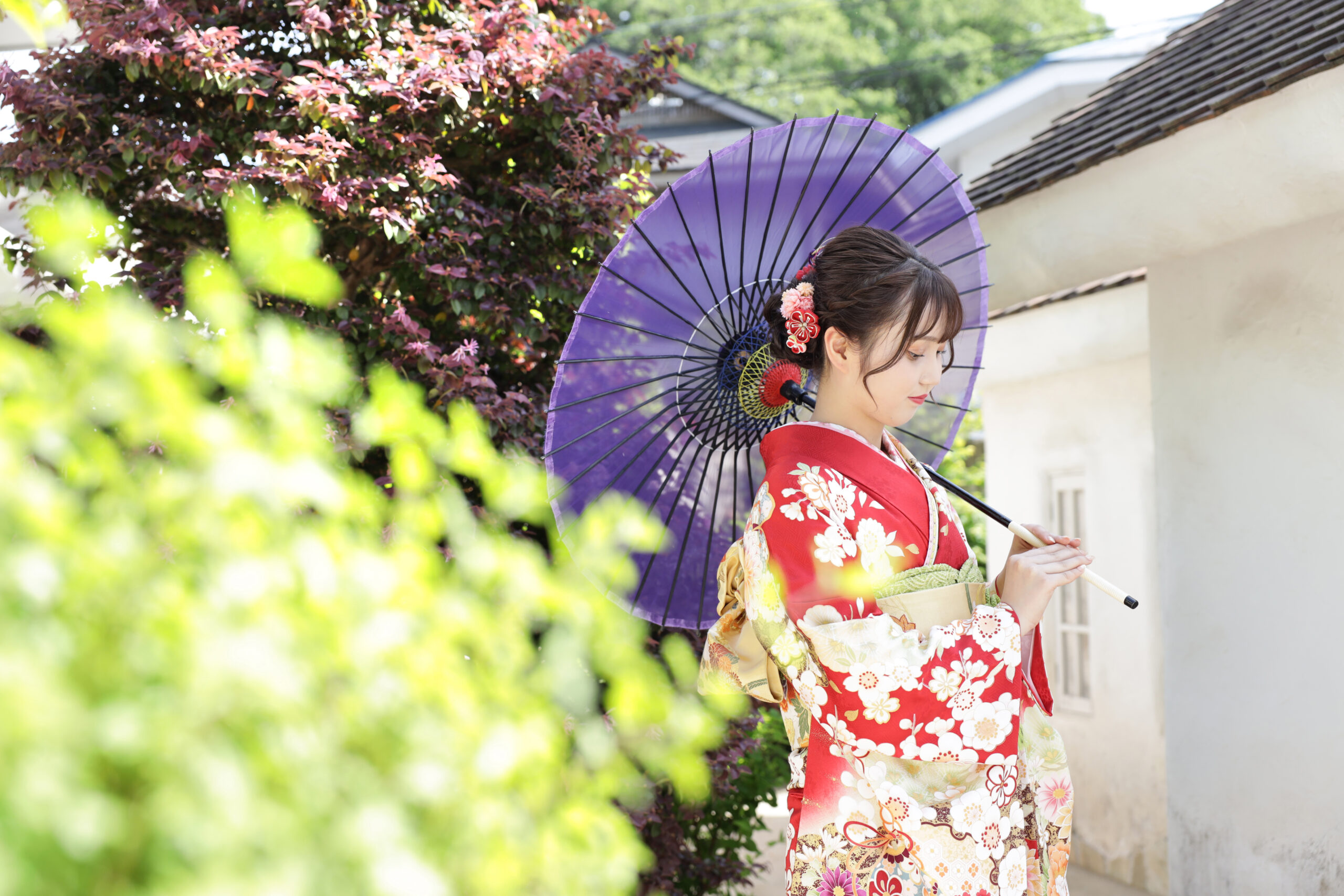紅葉した生垣のそばで紫の和傘を肩に赤い振袖で立つ新成人